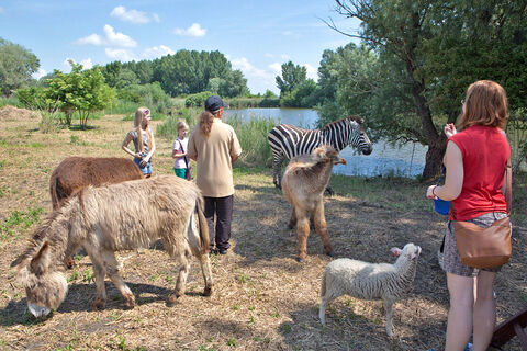 Malkia Park - Big cats Rescue