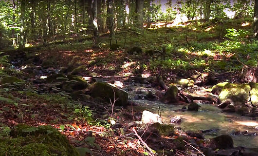 Badínsky prales (Primeval Forest of Badín)