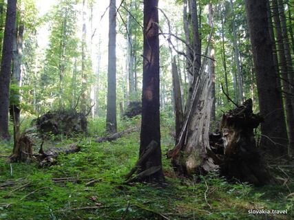 Dobročský prales (Primeval forest of Dobroč)
