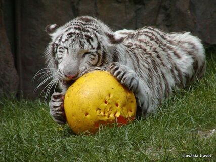 Zoologická záhrada Bratislava